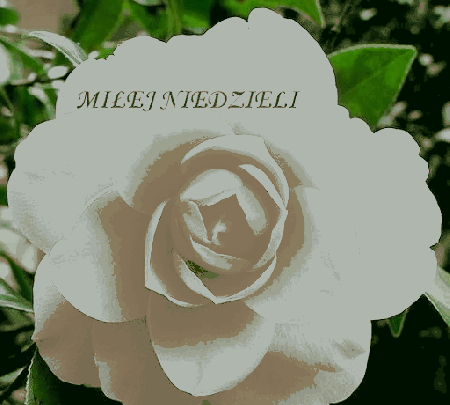 Duża różowa róża miłej niedzieli